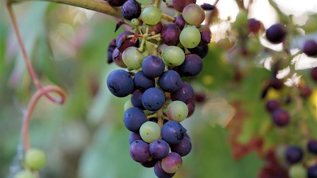 Ρομπότ για την εκπαίδευση και τον τρύγο