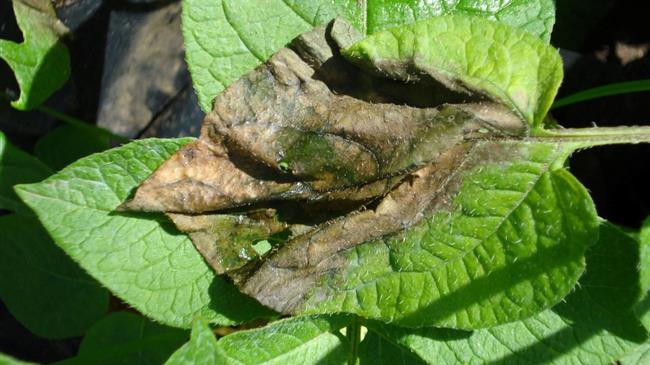 Ερώτηση Βουλευτών του ΚΚΕ για τις αποζημιώσεις των αμπελοκαλλιεργητών του Ηρακλείου