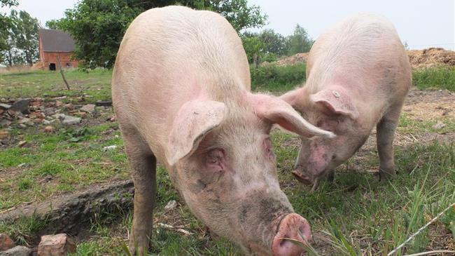 Ισπανία σε συναγερμό: Η πανώλη των χοίρων «παγώνει» τις εξαγωγές χοιρινού κρέατος