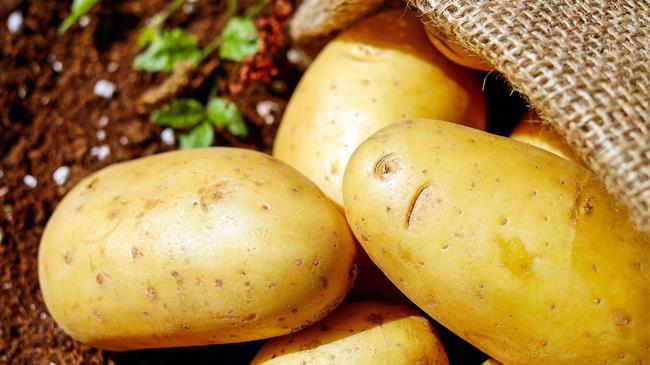 The EU need for innovation in potato breeding