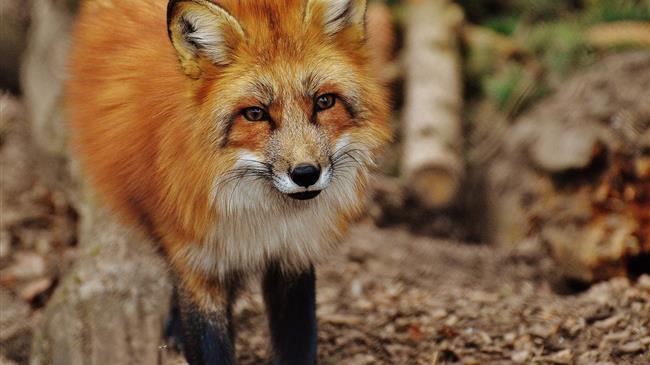 Ενεργητική επιτήρηση των κόκκινων αλεπούδων κατά της λύσσας 