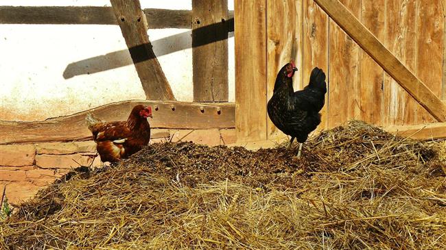 Οι ΗΠΑ ακυρώνουν χρηματοδότηση ύψους 700 εκατ. δολαρίων για την ανάπτυξη εμβολίων κατά της γρίπης των πτηνών