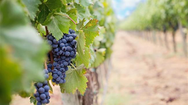 «Φέραμε στον κόρφο μας τα κλήματα»