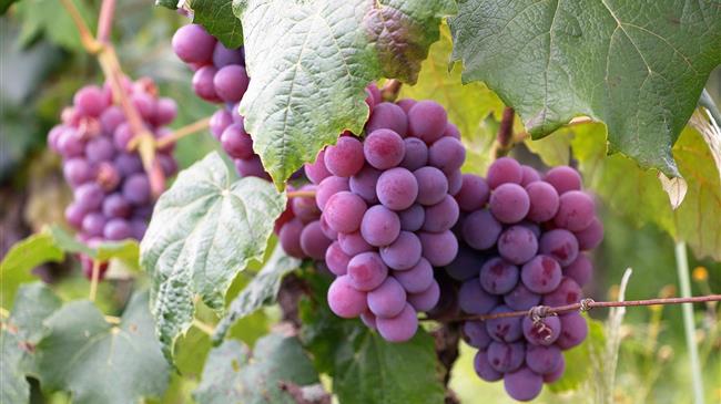 Ασθένειες και Εχθροί του Αμπελιού