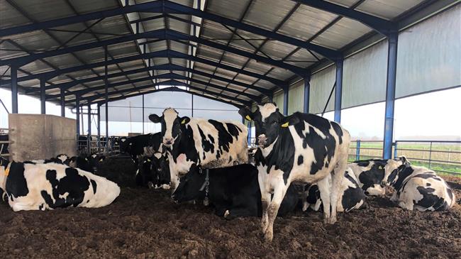 Μέτρα για την αναχαίτιση της φθίνουσας πορείας της ελληνικής αγελαδοτροφίας