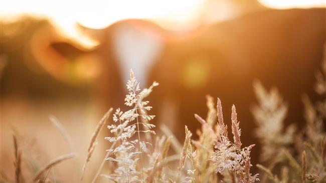 Ετοιμάζουν κινητοποιήσεις οι κτηνοτρόφοι 