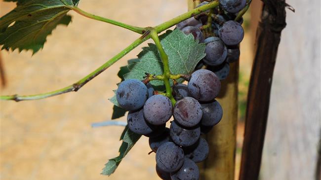 «Συνεταιριστική Διακυβέρνηση», του Hans - Hermann Münkner