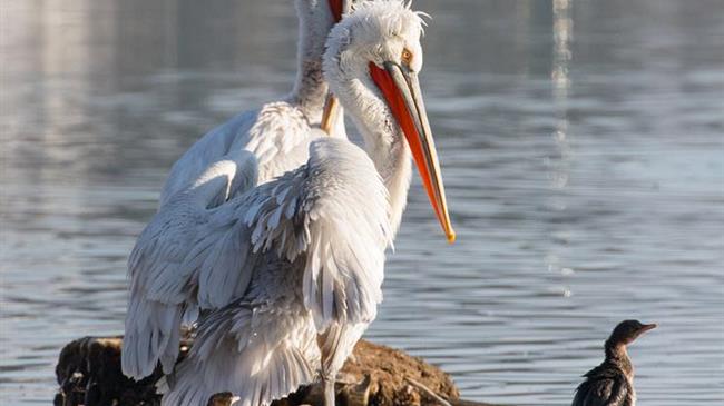 Ο ΤΑΡ προστατεύει την ελληνική άγρια φύση στη γη, το νερό και τον αέρα