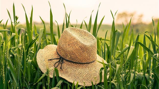 Μελέτη επιδοτήσεων της ΕΕ για τη γεωργία: Μικτός αντίκτυπος των πράσινων μέτρων στο σύστημα επιδοτήσεων της ΕΕ