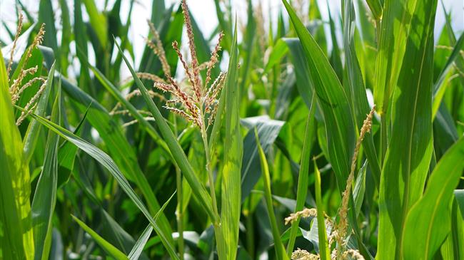 Παραγωγή Θερμικής Ενέργειας με φύλλα καλαμποκιού