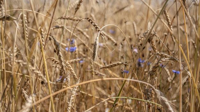 Αυτές είναι οι δέκα χώρες με τη μεγαλύτερη παραγωγή σιταριού την τελευταία 20ετία