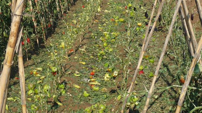  ΕΟΑΣΚ: για τις ζημιές σε καλλιέργειες από το χαλάζι