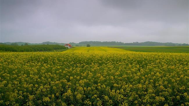 Ελαιοκράμβη: Οι χαμηλές τιμές διώχνουν παραγωγούς από την καλλιέργεια