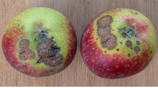 Γεωργικές προειδοποιήσεις για το Φουζικλάδι Μηλιάς – Αχλαδιάς