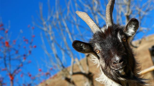 Πληρωμές για την διατήρηση αυτόχθονων φυλών