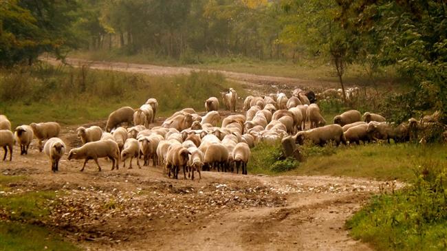 Πολλοί κτηνοτρόφοι έμειναν εκτός πληρωμής της συνδεδεμένης