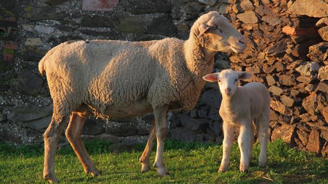 «Ολιστική» κοροϊδία Μητσοτάκη προς τους κτηνοτρόφους