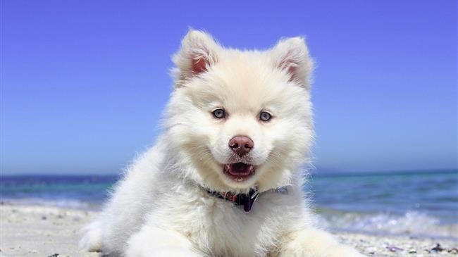 Παγκόσμια Ημέρα των Ζώων 