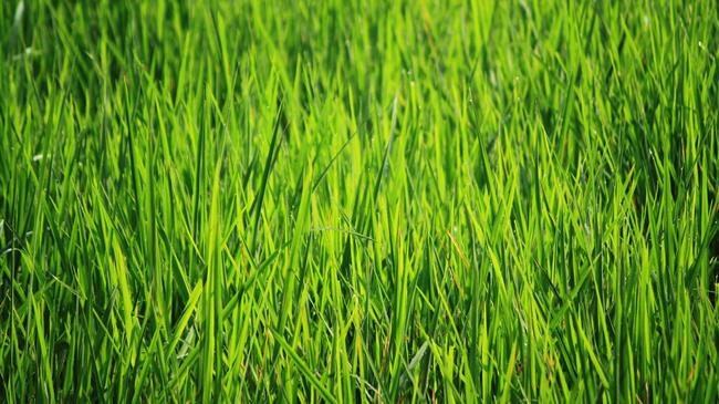 Κεντρική Μακεδονία: Σοβαρά προβλήματα με τους ορυζώνες