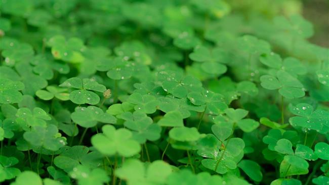 Έβρος: Έως αύριο οι δηλώσεις από τους παραγωγοί τριφυλλιού