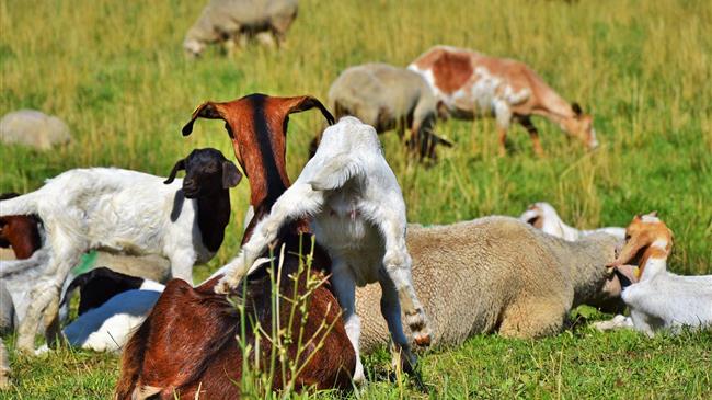 Η κατάρρευση της kτηνοτροφίας: Συνειδητή επιλογή ή εγκληματική ανικανότητα της Κυβέρνησης;