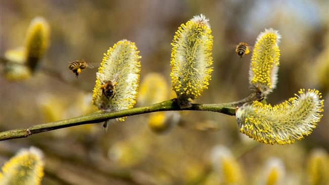 Η ΕΕ θα μειώσει κατά 50% τα φυτοφάρμακα έως το 2030 για την προστασία των μελισσών, της βιοποικιλότητας