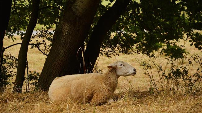 Η ευλογιά εξαπλώνεται: 73 νέες εστίες – πάνω από 14.000 ζώα θανατώθηκαν