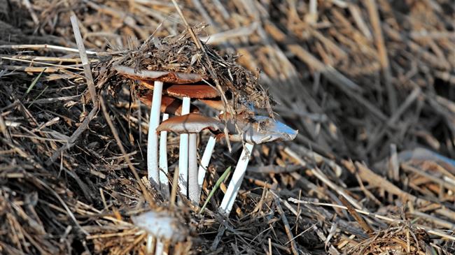 Εξαγωγές μανιταριών: Τι κερδίζουν οι Τούρκοι αγρότες σε σχέση με τους Έλληνες 