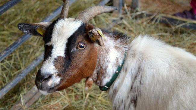 Αναγκαία η στήριξη της Δημόσιας Κτηνιατρικής