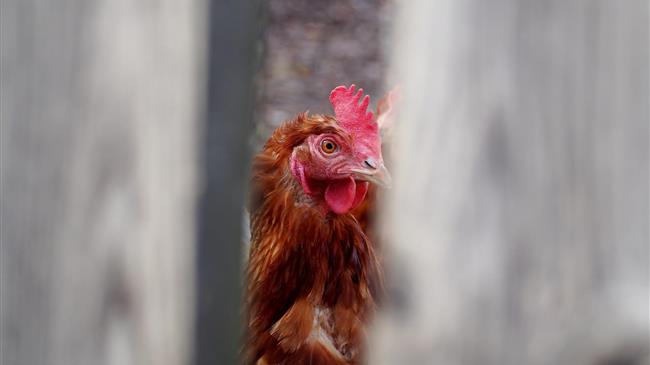 Ε.Ε.: Ενέκρινε 14 εκατ. ευρώ αποζημιώσεων στη Πολωνία για ζημιές από τη γρίπη των πτηνών