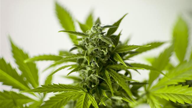 Χαλκιδική: Επένδυση 52 εκατ. ευρώ για μονάδα φαρμακευτικής κάνναβης