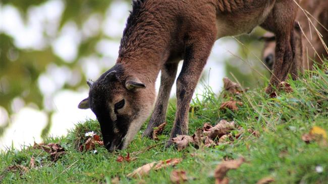 ΕΘΕΑΣ: Ενεργή βόσκηση των περι-δασικών περιοχών για προστασία και μείωση του κινδύνου των πυρκαγιών