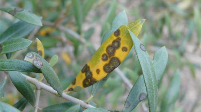 Τεράστια τα προβλήματα στην ελαιοκομία από τον δάκο