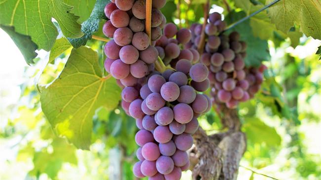 Η γαλλική συγκομιδή πέφτει σε ιστορικά χαμηλό επίπεδο: 36 εκατομμύρια εκατόλιτρα