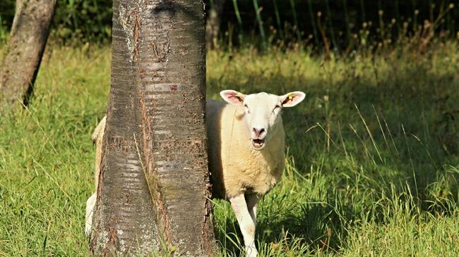 ΟΠΕΚΕΠΕ: Μέχρι την Πέμπτη 17/11 η απογραφή του ζωικού κεφαλαίου
