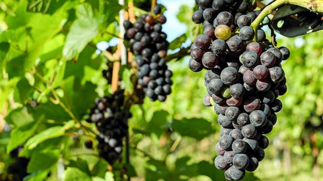 Υποβολή Αιτήσεων για την απόκτηση αδειών νέας φύτευσης οινοποιήσιμων ποικιλιών αμπέλου 2019