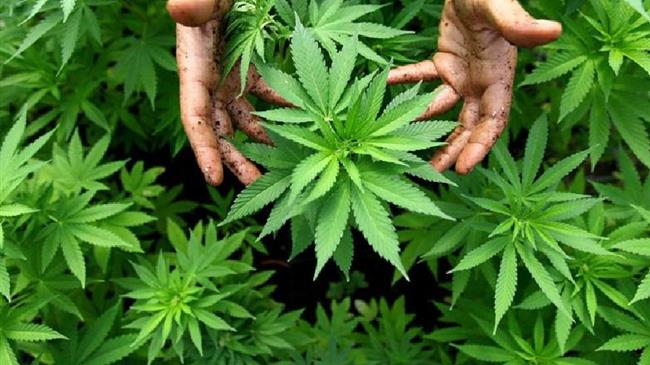 Φαρμακευτική και Βιομηχανική Κάνναβη