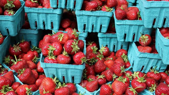 Οι εξαγωγές φράουλας είναι μειωμένες