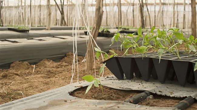 «17ο Συνέδριο Ελληνικής Επιστημονικής Εταιρείας Γενετικής Βελτίωσης Φυτών» 