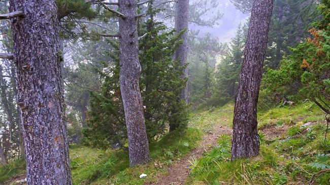 Μελλοντική δασική στρατηγική της ΕΕ