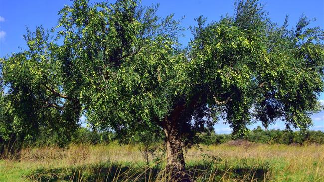 Αναπτερώνονται οι ελπίδες για τους ελαιοκαλλιεργητές στην Ανδαλουσία