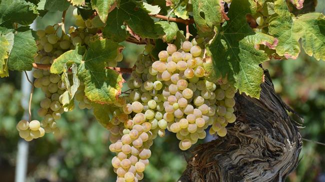 Απόσταξη κρασιών, εκριζώσεις, δάνεια... Ο Γάλλος υπουργός Γεωργίας ανοίγει τη στρόφιγγα χρηματοδότησης