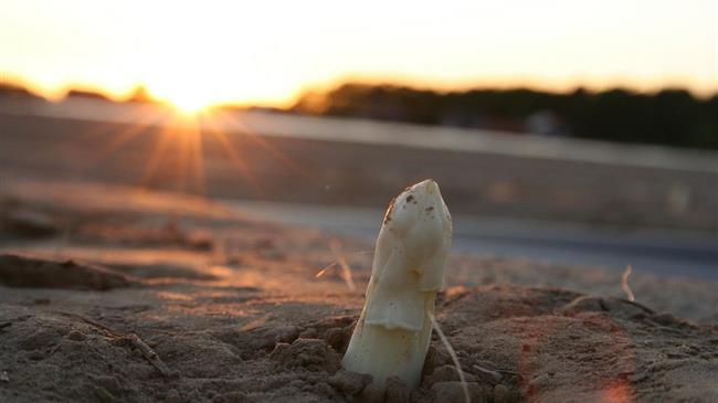 Καβάλα: Κορωνοϊός και βροχοπτώσεις μπλοκάρουν τις εξαγωγές σπαραγγιού  