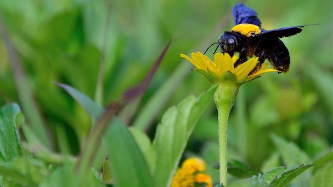 Το 40% των εντόμων σε κίνδυνο