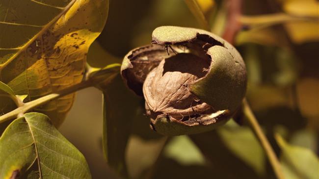 Γεωργικές προειδοποιήσεις για την καρυδιά