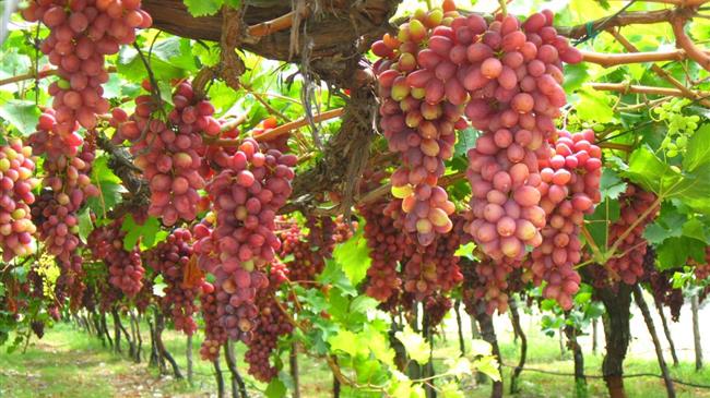 Ισραήλ: Η βιομηχανία επιτραπέζιων σταφυλιών θα σημειώσει μέτρια ανάπτυξη λόγω νέων ποικιλιών