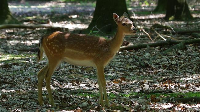 Πυροβολημένο ζαρκάδι στο Εθνικό Πάρκο
