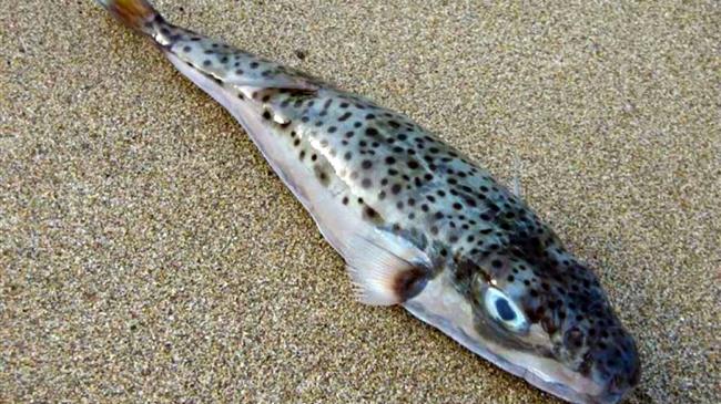 Λαγοκέφαλος: Επιθέσεις σε λουόμενους