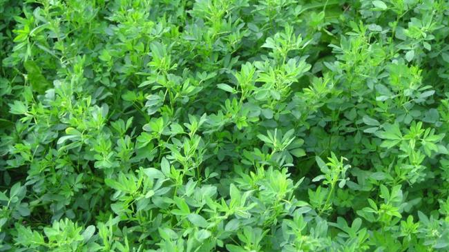 Αγροτικός Συνεταιρισμός Ιωαννίνων: Δεν έχουμε συγκομίσει ούτε ένα δείγμα μηδικής