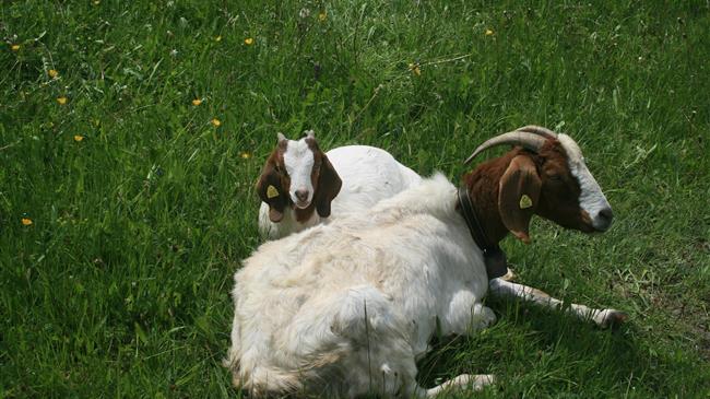 Υποχρεωτική ηλεκτρονική καταγραφή εμπόρων ζώντων ζώων